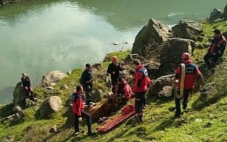 Yaralı inek sedyeyle taşındı