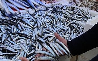Yolu gözlenen hamsi boy uzatıp geri döndü