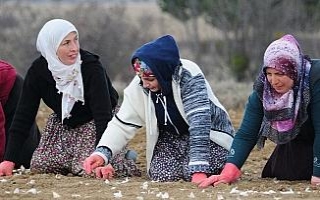 Atama bekleyen öğretmen, sarımsak tarlasında