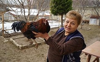 Bahçesinde beslediği tavuk horoza dönüştü