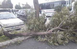 Bodrum’da fırtına hayatı felç etti