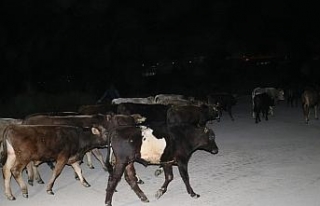 Çoban uyuyakaldı, inekler şehre indi