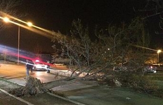 Erzincan’da fırtına ağaçları yerinden söktü