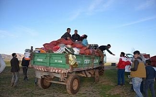 Köylülerin geçim kaynağı: Gülbahar bitkisi