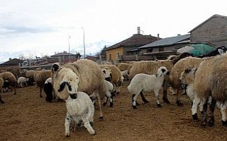 Kuzuların annelerine kavuşma heyecanı