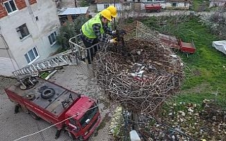 Leylek yuvalarında bahar temizliği