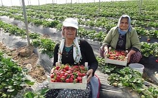 Mevsimlik tarım işçilerinin günlük ücretleri...