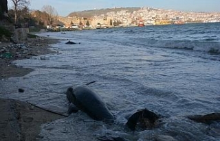Sinop’ta kıyıya vuran yunus sayısı 32 oldu