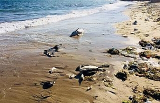 Sinop’ta ölü yunuslar kıyıya vurdu