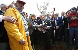 Türkiye’nin ilk Zeytin Ormanı kuruldu