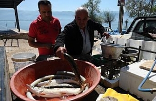 Balıkçılar turnayı gözünden vurdu