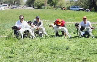 Bu da av köpeklerinin güzellik yarışması