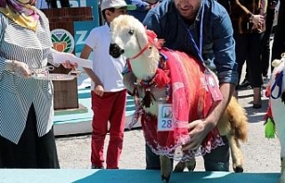 Bu da ‘en güzel kuzu’ yarışması