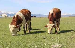 Çiftçiyi kuraklık korkusu sardı