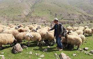 Çobandan demokrasi dersi