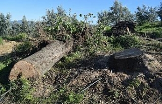 Eşinin kestiği ağacın altında kaldı: Hayatını...