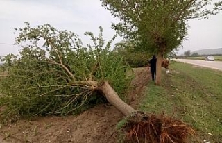 Fırtına ağaçları kökünden söktü