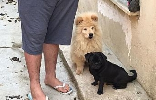 Gümrük kaçağı yavru köpekler ihaleyle satışa...