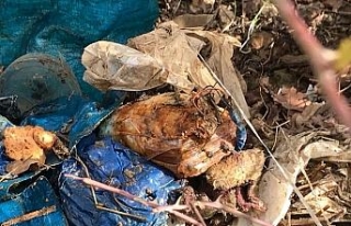 Hakkari kırsalında silah ve mühimmat ele geçirildi