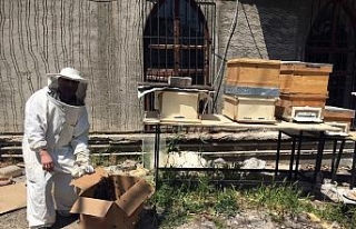 Kadıköy’ü arılar bastı