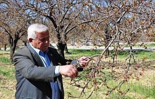 Kayısı ağaçlarını don vurdu