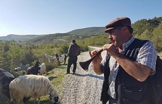 Keçiler zurnayla otluyor