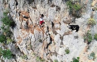 Keçiyi kurtarmak isterken kendi mahsur kaldı