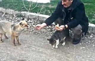 Kedinin ekmeğine tilki ortak oldu