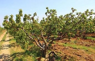 Kiraz dallarda göründü, tezgah için gün sayıyor