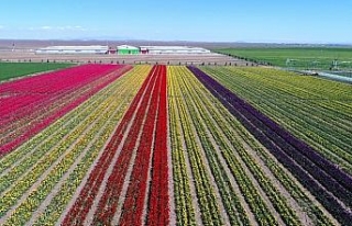 Konya Ovası milyonlarca lale ile rengarenk