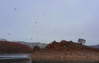 ’Martı Adası’ keşfedilmeyi bekliyor