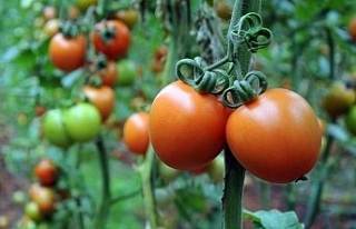 Rusya kısıtlamayı tamamen kaldırıyor