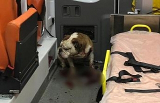 Saldırgan köpeği polis kurşunu bile durduramadı