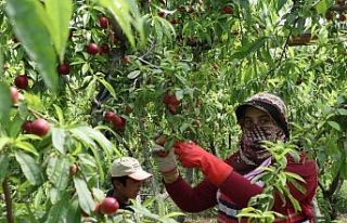 Şeftalide hasat başladı, çiftçi fiyatlardan yakındı