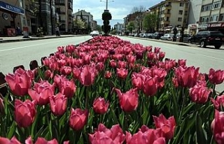 Şehir 1,5 milyon çiçekle rengarenk oldu