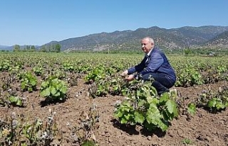 Soğuk üzüm bağlarını vurdu