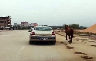 Vicdansızlık: Atı otomobiline bağlayıp koşturdu...