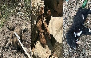 3 yavru köpek vahşice öldürüldü
