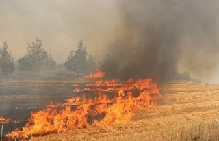 Anız yangını ormana sıçradı