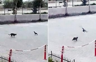 Bu da ‘Oğlum bak git’in kedi-karga versiyonu