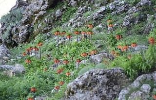 Bu da ters lalelerin festivali