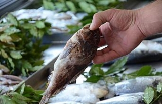 Dışı zehirli, içi lezzetli balık: İskorpit