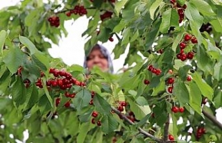 Erkenci kirazlar dalları bastı