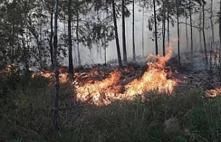 Hatay’da orman yangını