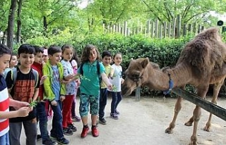 Hayvanat bahçesinin bebek üyeleri ilgi odağı oldu