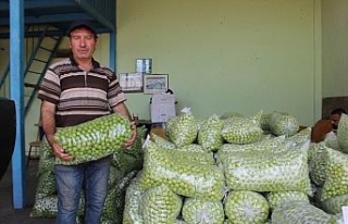 Hem rekolte hem fiyatlar düştü