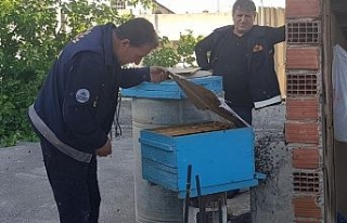İtfaiye eri arıları çıplak elle topladı