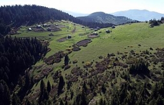 Karadeniz yaylaları şenleniyor