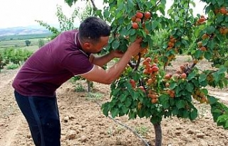 Kayısı beklentiyi karşılamadı