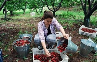 Kirazda fiyat düştü